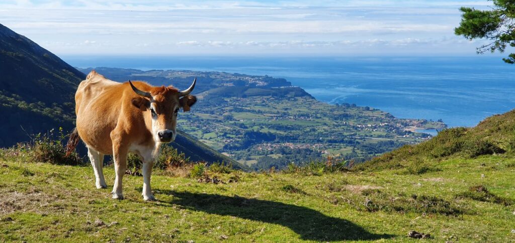 vaca en Gijon