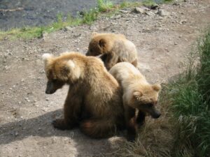 Fauna en Lastres